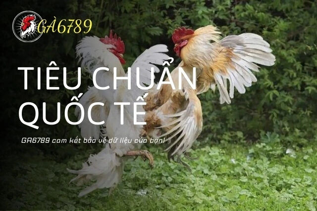 Bảo mật thông tin theo tiêu chuẩn quốc tế: GA6789 cam kết bảo vệ dữ liệu của bạn!