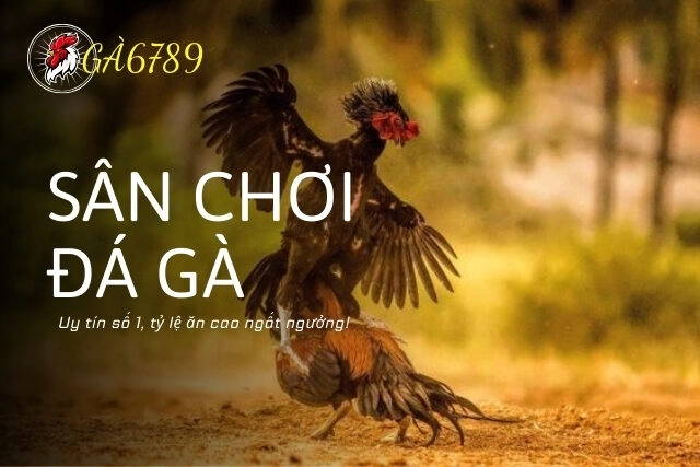 Ga6789 - Sân chơi đá gà uy tín số 1, tỷ lệ ăn cao ngất ngưởng!