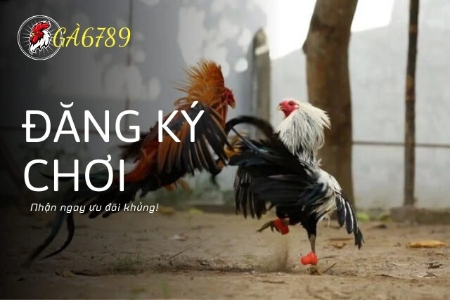 Đá gà Ga6789: Đăng ký ngay, nhận ngay ưu đãi khủng!